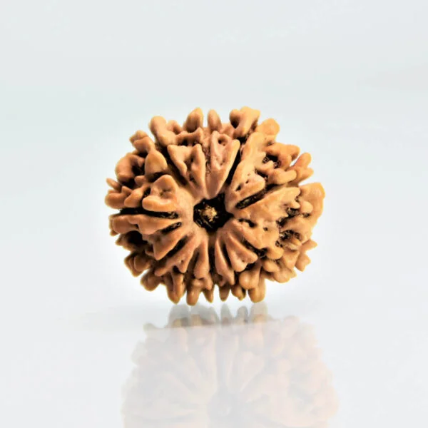 Original 10 Mukhi Rudraksha