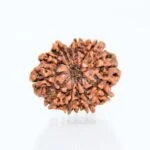 Original 12 Mukhi Rudraksha