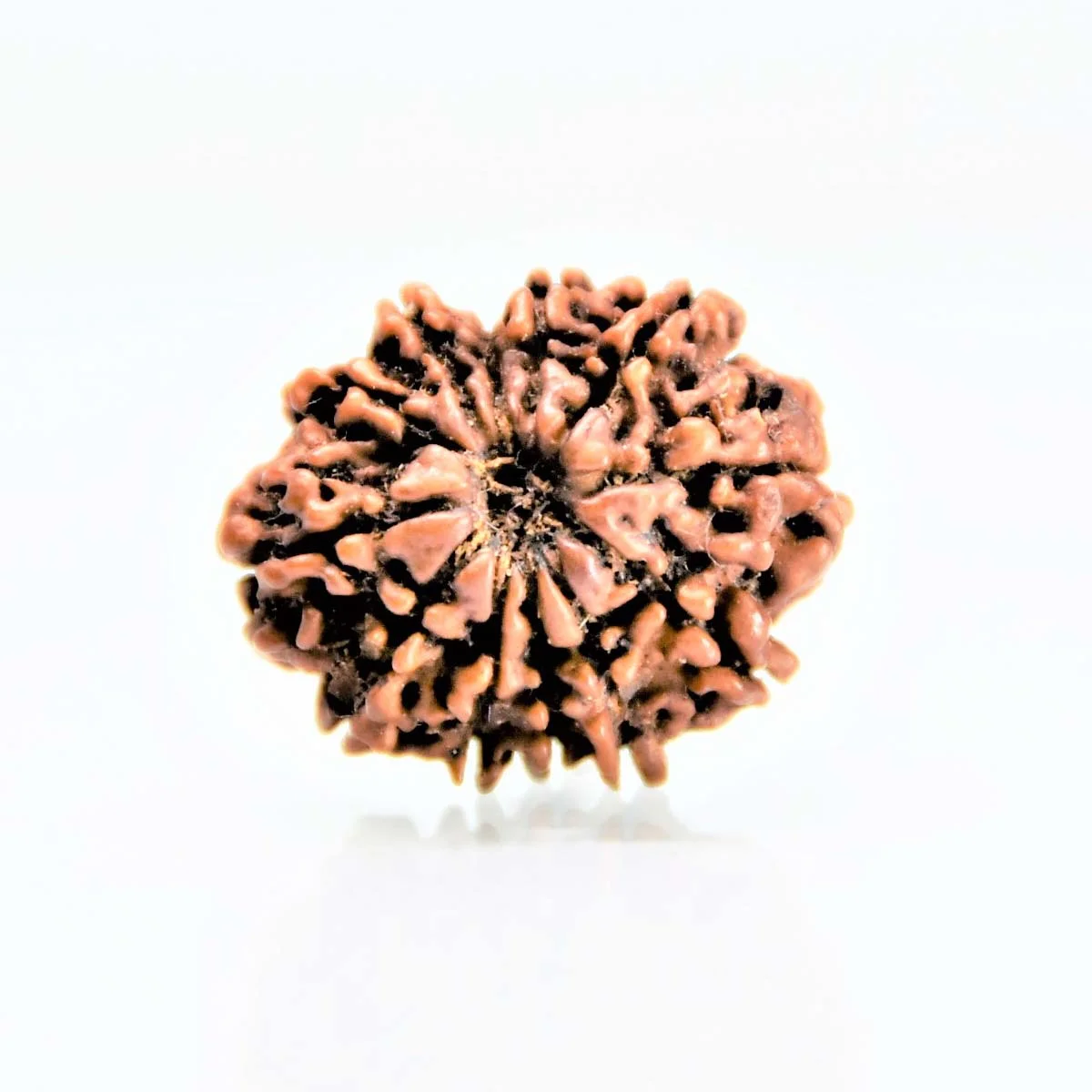 Original 12 Mukhi Rudraksha