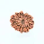 Original 12 Mukhi Rudraksha