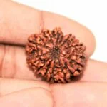 Original 12 Mukhi Rudraksha