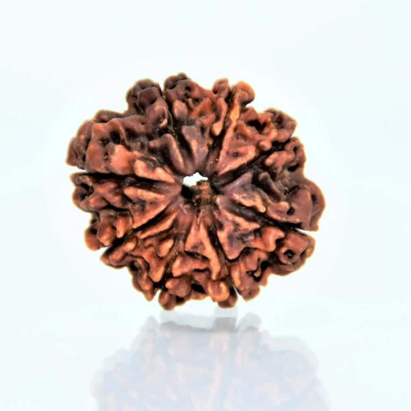 Original 8 Mukhi Rudraksha