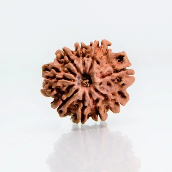 Original 9 Mukhi Rudraksha