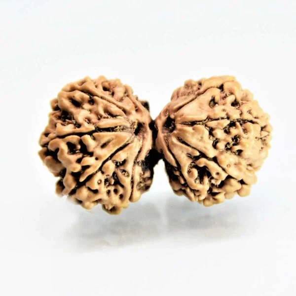 Original Gori Shankar Rudraksha